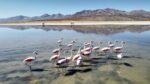 Reserva Nacional Salinas y Aguada Blanca - Imagen 3